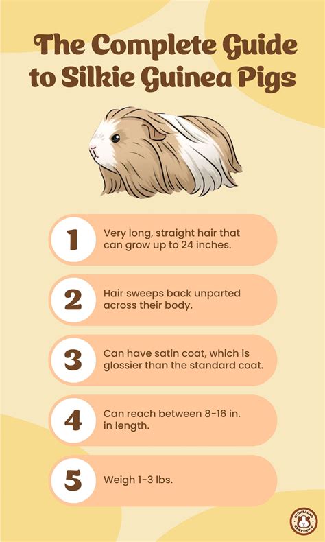 The Complete Guide to Silkie Guinea Pigs – GuineaDad