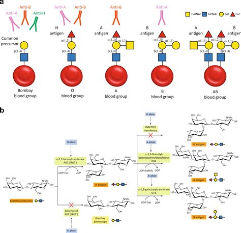 Bombay (hh) Blood Group – Meaning, History, Features, and Clinical ...