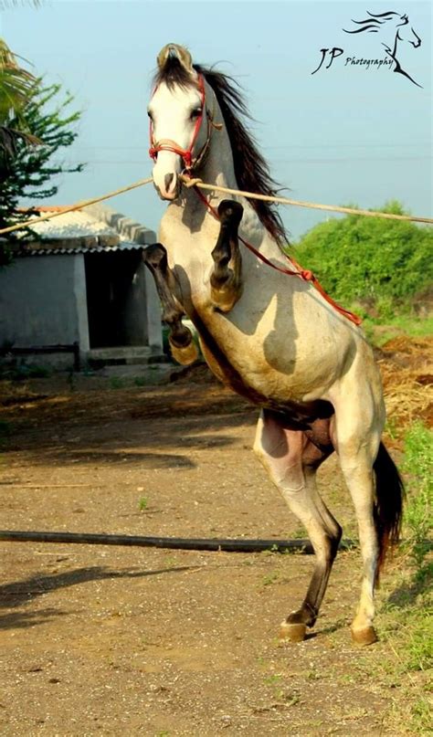Kathiawari Colt 'Valero' | Show horses, Kathiyawadi horse, Most ...