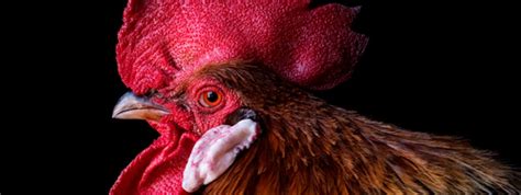 Centro de Arte Alcobendas - CLASE MAGISTRAL PHE PIC.A. ESTELA DE CASTRO