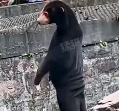 A Chinese Zoo Denies A Bear Is A Human