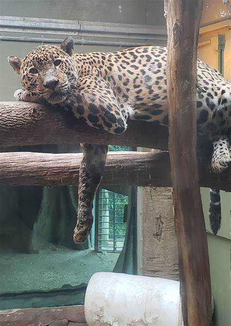 Mesker Park Zoo in Evansville announces death of 18-year-old Jaguar ...