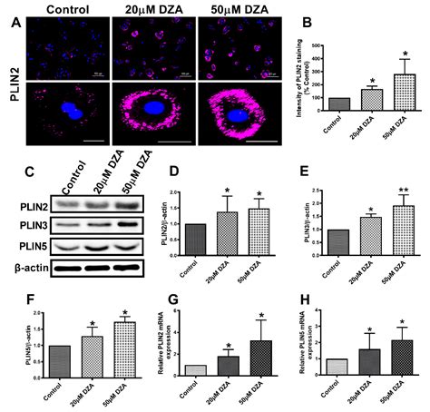 Role of Elevated Intracellular S-Adenosylhomocysteine in the ...