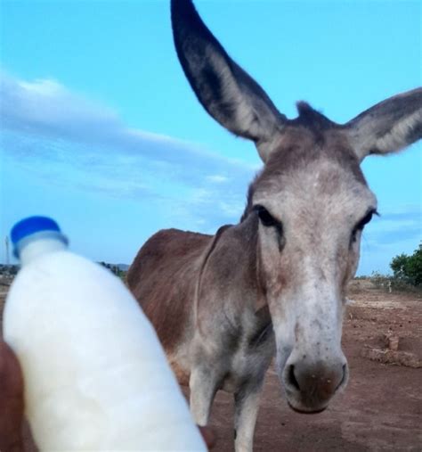 Fresh Donkey Milk Supplier from Tirunelveli