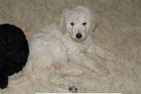 Goldendoodle in Utzenhain | Tiere | Kleinanzeigen