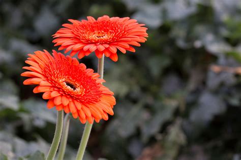Gerbera | Koppert India