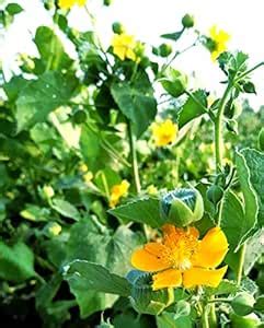 NATURE WORLD PREMIUM FULLY ORGANIC AND AYURVEDIC DESI ATIBALA ...