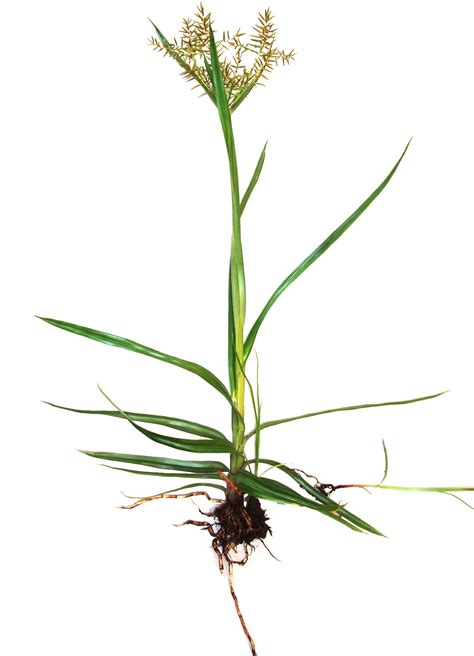 Dosya:Cyperus_esculentus_L._(AM_AK301430-1),_white_background.jpg - Wikiwand
