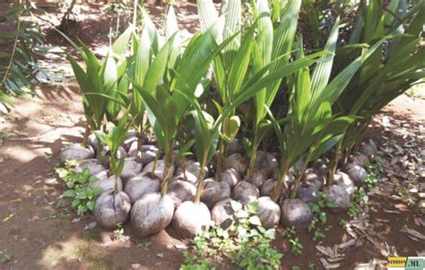 Monocots 的图像结果