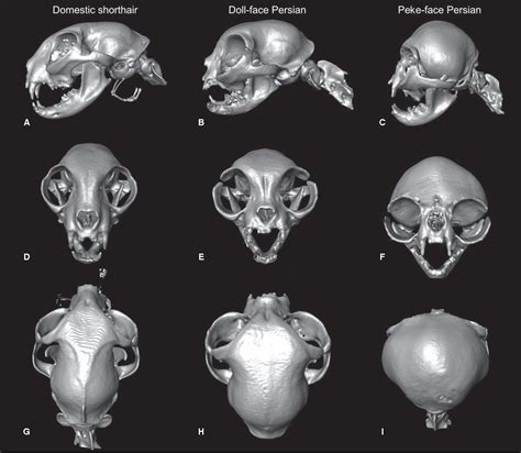 Persian Cat Skull Vs Regular Cat at Ruby Lay blog
