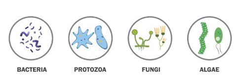 Image result for Class 8 Science Chapter 2