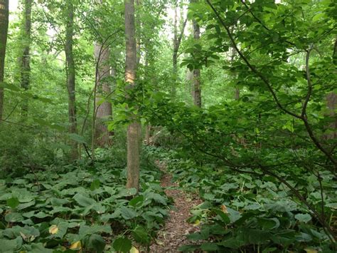 Plant Community 的图像结果