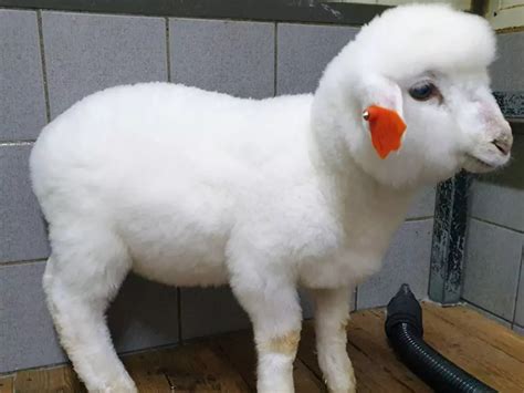 This Sheep Cafe In Korea Shared Pictures Of A Sheep Taking A Bath And ...