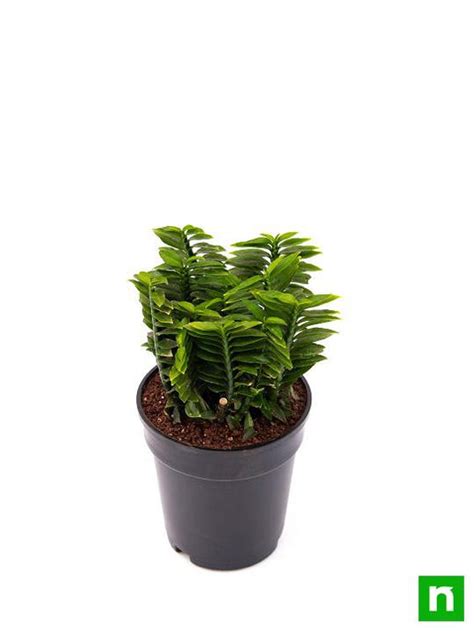 Buy Pedilanthus, Euphorbia tithymaloides (Green) - Plant online from ...