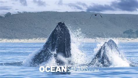 "What Do Whales Eat?" - oceansafaris.com
