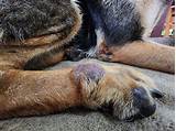 Dog Skin Cancer - Whole Dog Journal