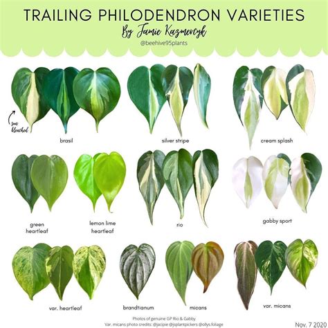 Types Of Philodendron Brasil
