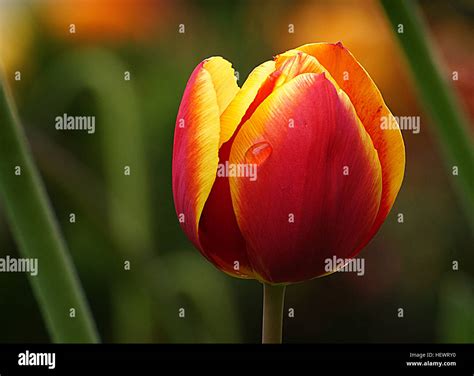 Showcases vibrant varieties hi-res stock photography and images - Alamy