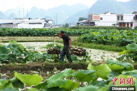 “中国玉藕之乡”广西柳江“连”出好吃好看好玩的藕产业链_新浪科技_新浪网