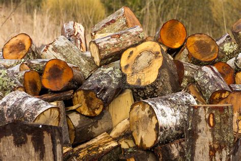 树木林业木材伐木场木头砍伐摄影图配图高清摄影大图-千库网