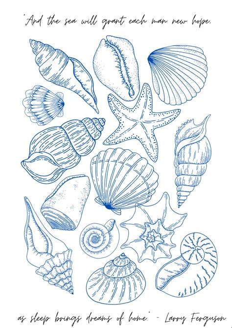 Image result for Pretty Shell Drawing