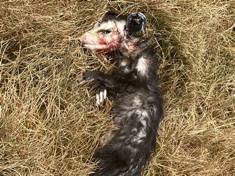 Opossum Playing Dead