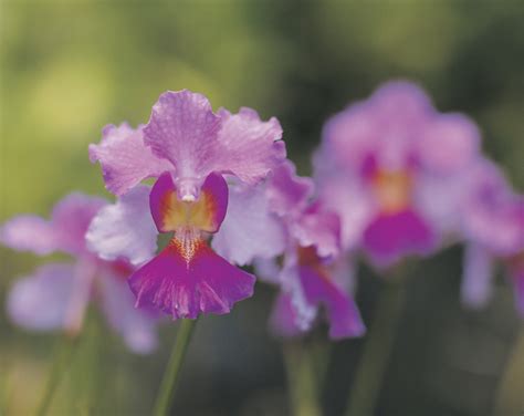What Type Of Plants Are There In The Amazon Rainforest - Infoupdate.org