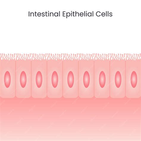 Intestinal epithelial cells | Premium Vector