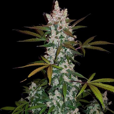 Girl Scout Cookies - kaufen bei 99SEEDS
