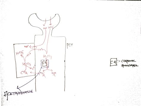 DRUGS ACTING ON THE KIDNEY