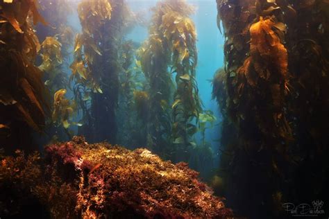Cold Water and Kelp - Discount SCUBA Store :: We're DiveCenter.com in ...