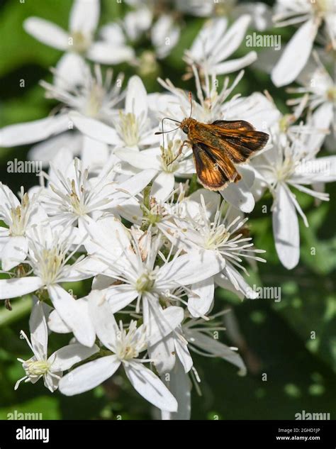 Clematis paniculata - Clematis terniflora - Autumn Clematis - sweet ...