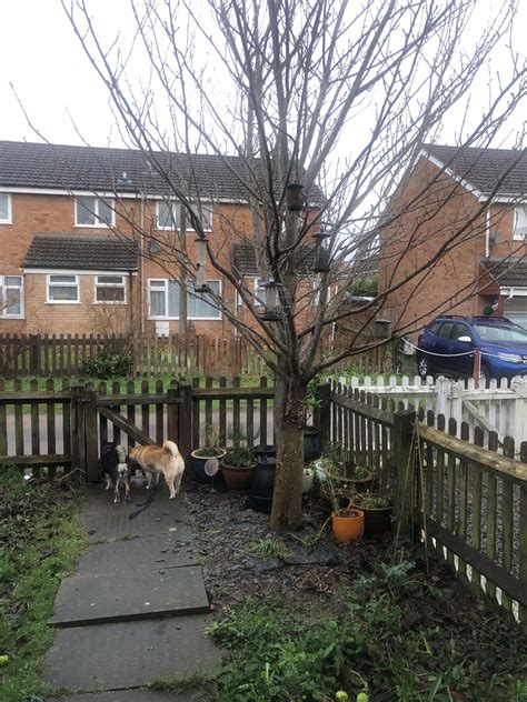 Large Tree Root Trimming 的图像结果