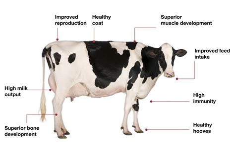 Products | Cargill India