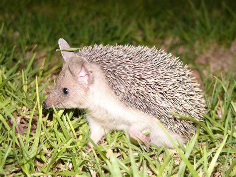 Long-eared hedgehog facts, distribution & population | BioDB
