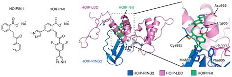 Linear Ubiquitin Code: Its Writer, Erasers, Decoders, Inhibitors, and ...