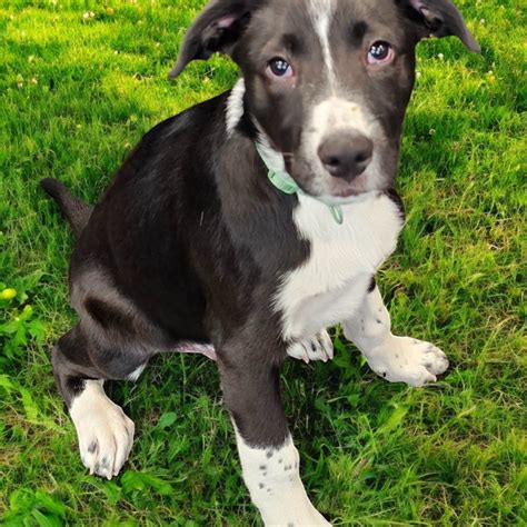 Critter Cavalry Rescue (CCR) | 🐾 Meet Boy George! 🐾 This handsome 4.5 ...