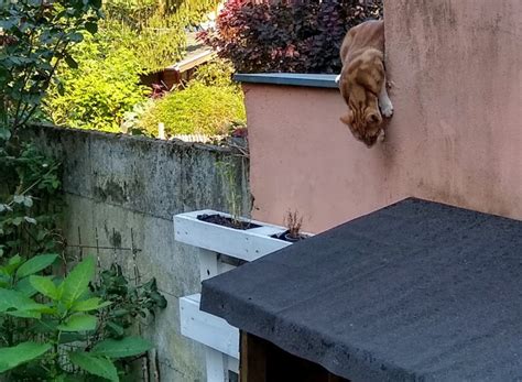 Auf der Mauer, auf der Lauer... – Katzenleben