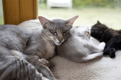 Complete List of Cat Profiles - Cat Breeds in India – GoofyTails