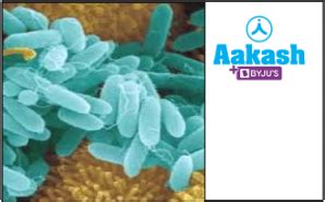 Autotrophic Nutrition in Biology: Definition, Types and Importance | AESL