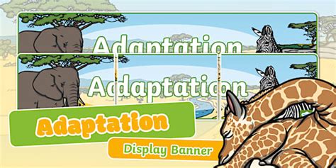 Adaptation Display Banner