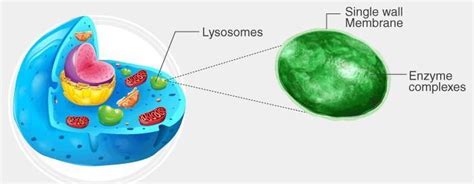 what is the function of lysosomes?? - Brainly.in