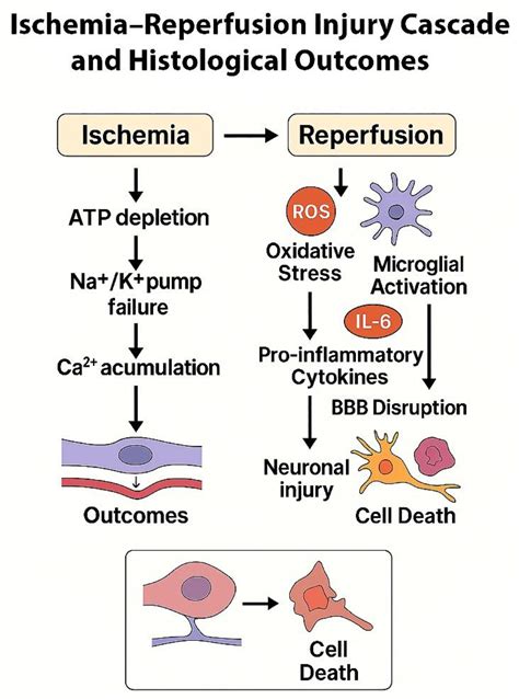 Cellular Mechanisms Underlying Endothelial and Histopathological ...