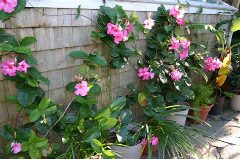 Mandevilla Plant Care Tips
