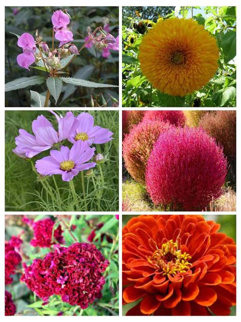 Combo Packs – seed and plant