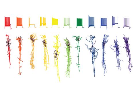 Image result for Brain Cell Types