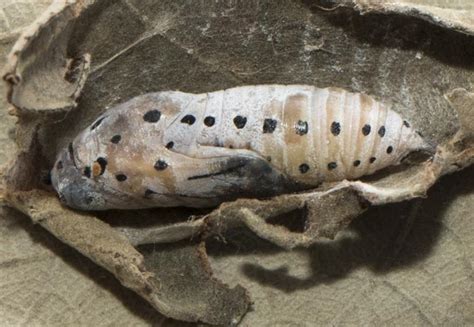 Caprona agama agama | Butterfly
