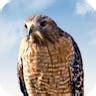 Image result for Hawk Predator Sounds