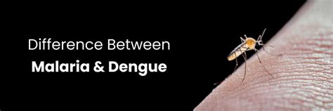Malaria vs. Dengue: Key Differences and Prevention Tips