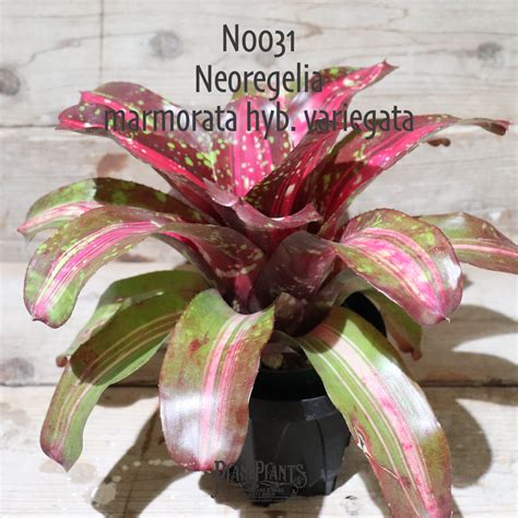 【送料無料】Neoregelia marmorata hyb. variegata〔ネオレゲリア〕現品発送N0031 | plane plants